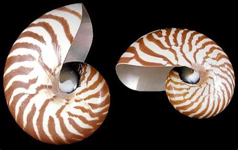thin shell structure|nautilus seashells for sale.